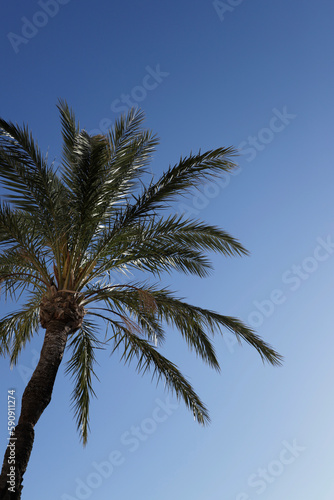 palm tree seen from below with blue sky © DondykRiga
