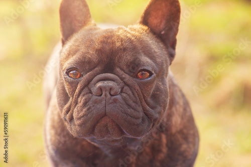 The dog is a black French bulldog with a brindle color. A young dog on a sunny day. © Lesia