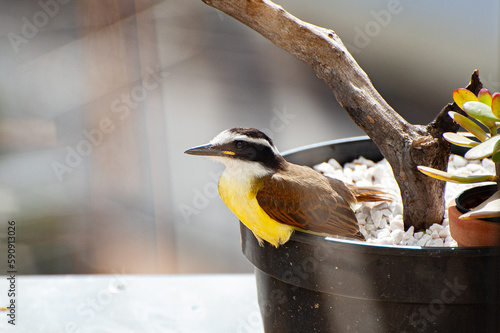 Great Kiskadee, 