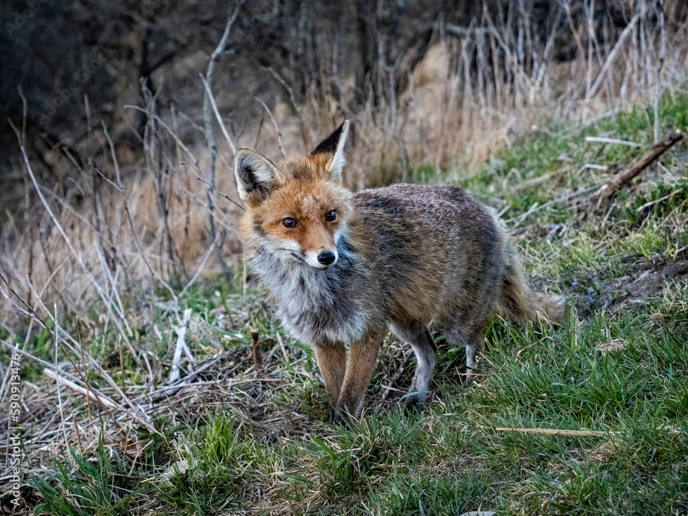 Close-up of a fox in the wild Close-up of a fox in the wild