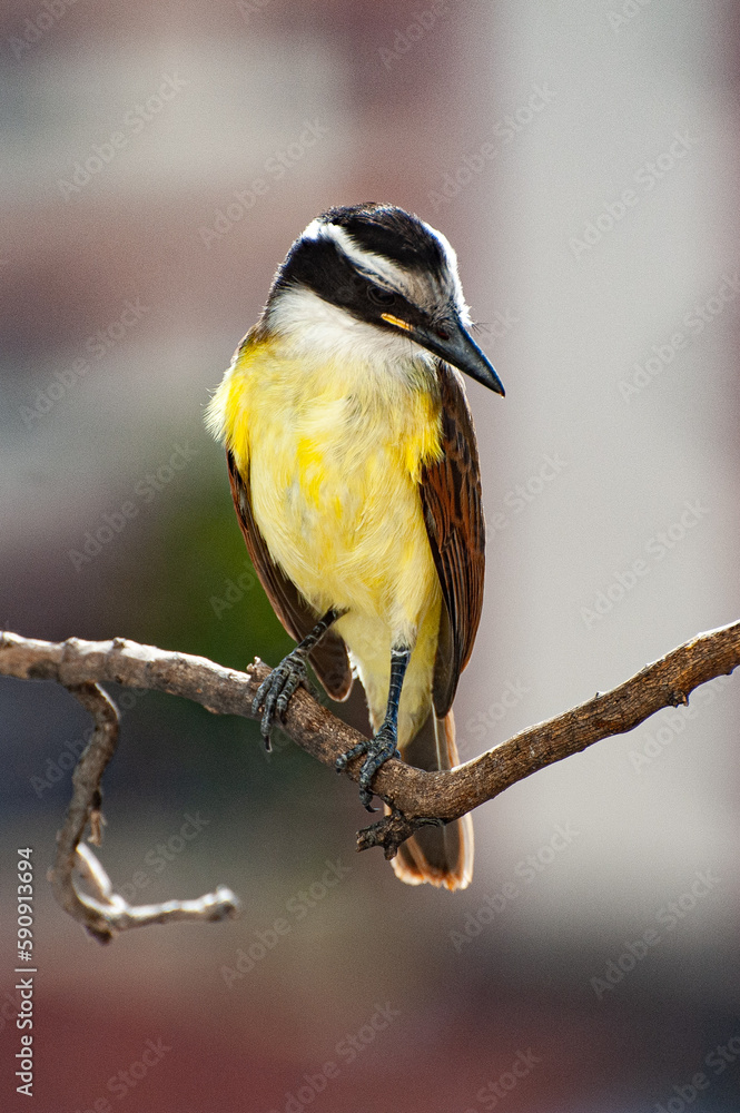 Fototapeta premium Great Kiskadee, 