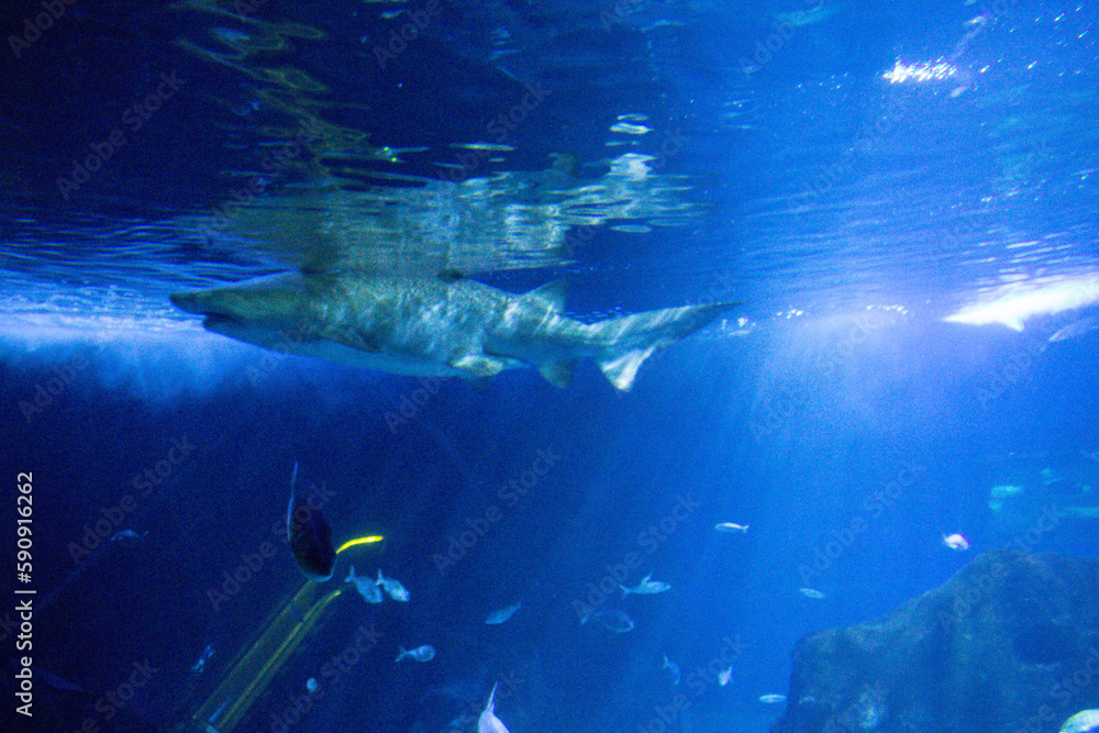 Fototapeta premium animals