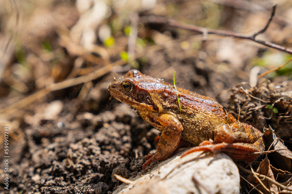 Brown frog on the ground close up Brown frog on the ground close up