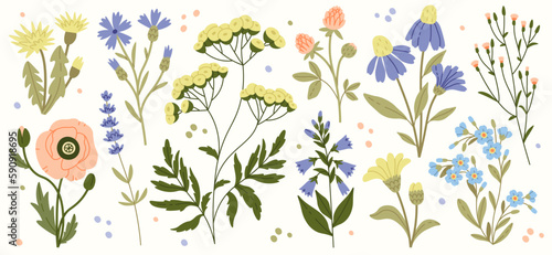 Wildflowers And Leaves Flat Illustrations Set. Spring Flowers Blossom. Cornflower, Poppy, Clover