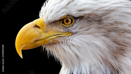 Tight close-up portrait of a bald eagle in profile against a black background