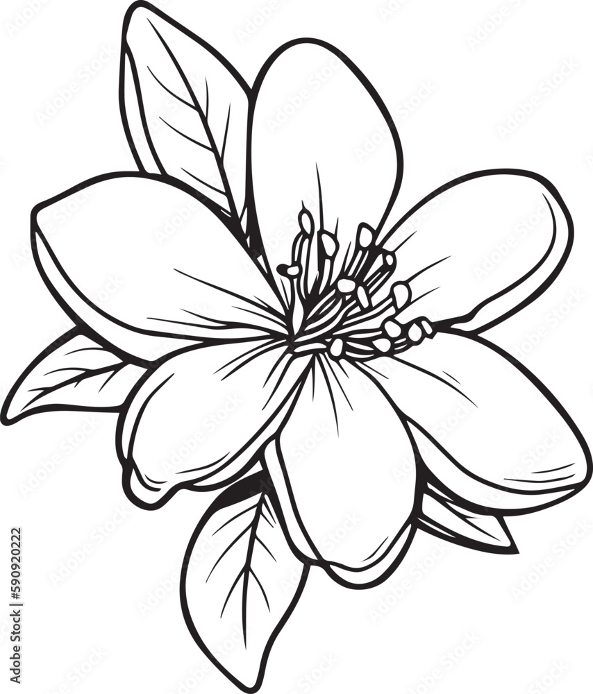 Fototapeta premium Jasmine flower silhouette vector illustration , SVG
