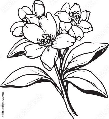 Jasmine flower silhouette vector illustration , SVG