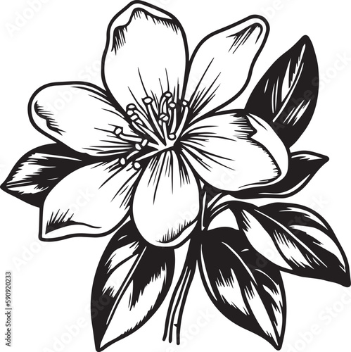 Jasmine flower silhouette vector illustration , SVG