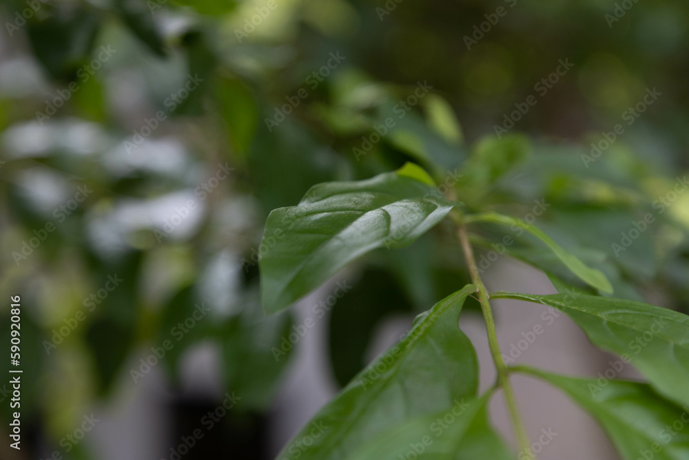 A vibrant green leaf stands out in sharp focus against a background of lush foliage in this botanical snapshot. The intricate veins of the leaf create a delicate texture, while the saturated green col