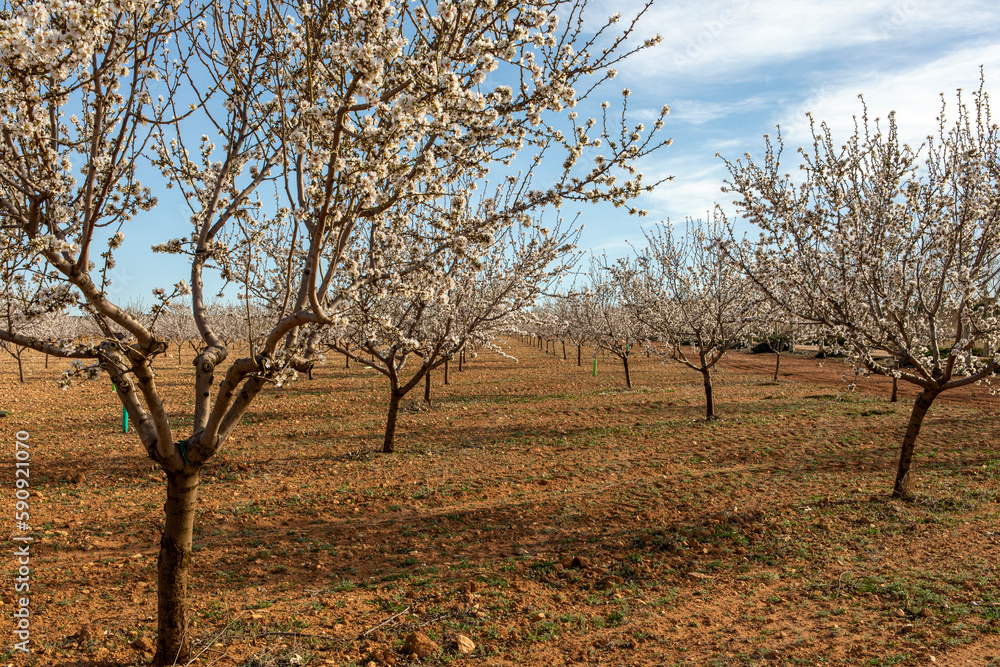 Almond trees in bloom in a large field full of this type of trees, these are the first and most beautiful flowers of spring. Almond trees in bloom in a large field full of this type of trees, these are the first and most beautiful flowers of spring.