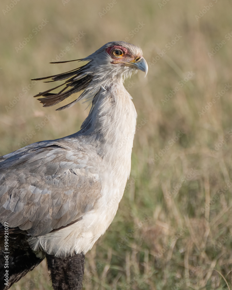 Obraz premium The archer of snakes