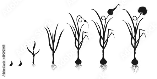 Garlic growth cycle. Black silhouette of development of bulbous plants. Infographic of growing seedlings from seeds