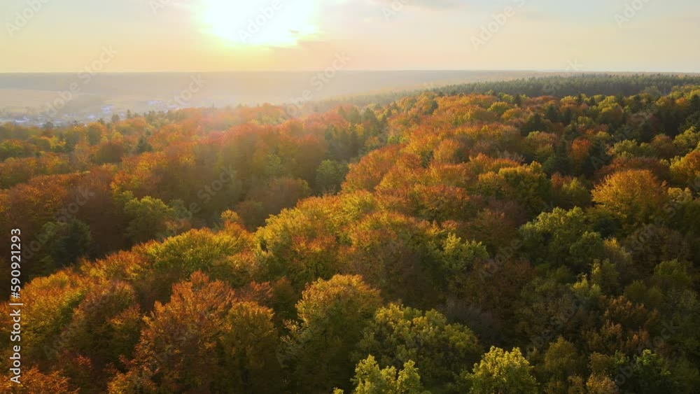 View from above of colorful woods at sunset. Yellow and orange canopies in autumn forest on sunny evening. Landscape of wild nature in autumn View from above of colorful woods at sunset. Yellow and orange canopies in autumn forest on sunny evening. Landscape of wild nature in autumn