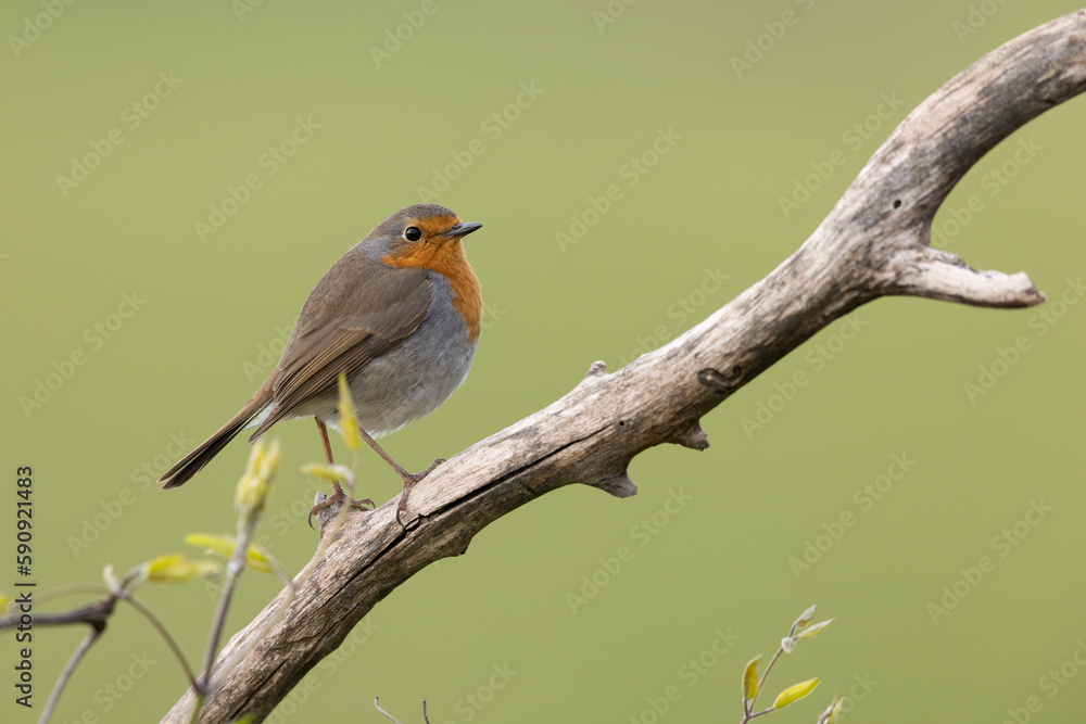 Colorful bird: the European Robin (Erithacus rubecula).