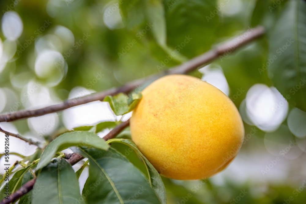 Unripe yellow peach close-up photo on the tree branch, organic fruit farming and cultivation, summer period