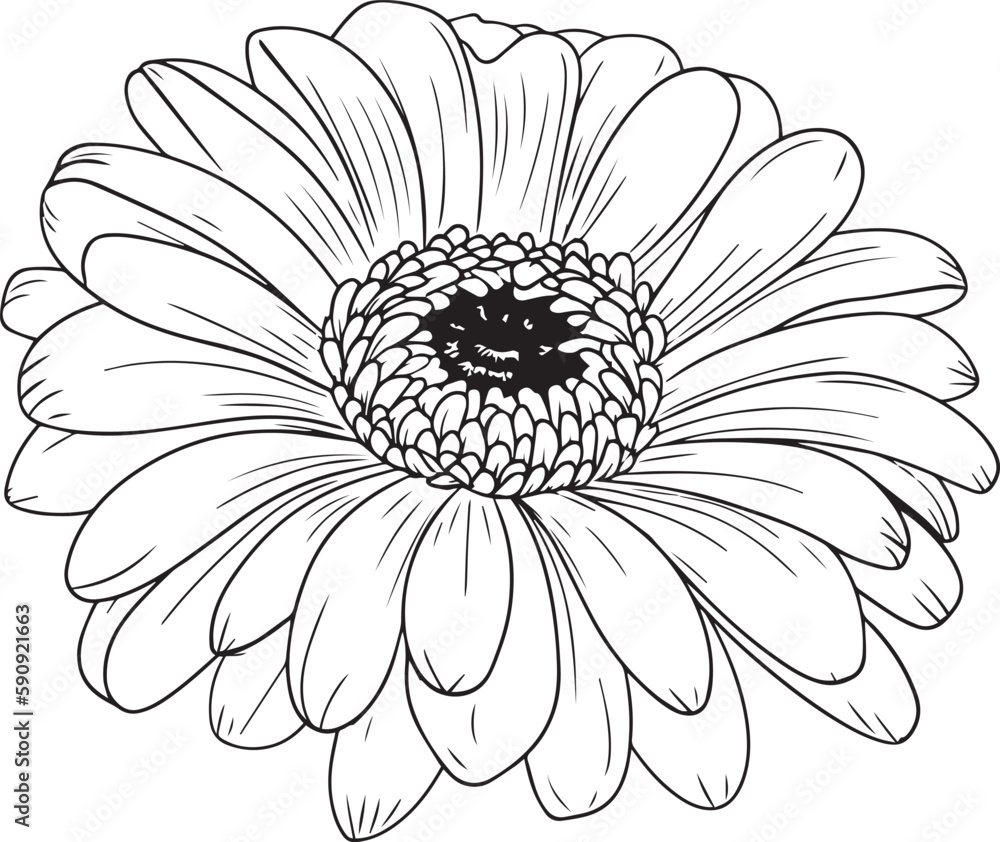 Gerberas flower silhouette vector illustration , SVG