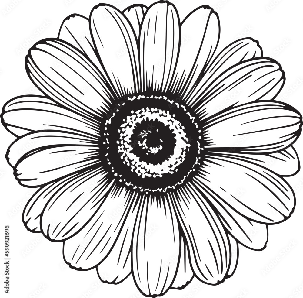 Gerberas flower silhouette vector illustration , SVG Gerberas flower silhouette vector illustration , SVG