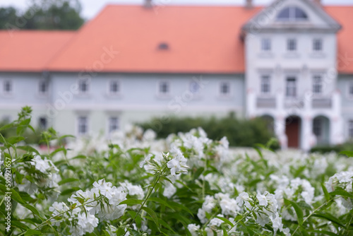 Beautiful, white, bushy phlox flowers with green leaves. The ancient, luxurious, castle of the Pope manor, a white building with a red roof, in blurred background.