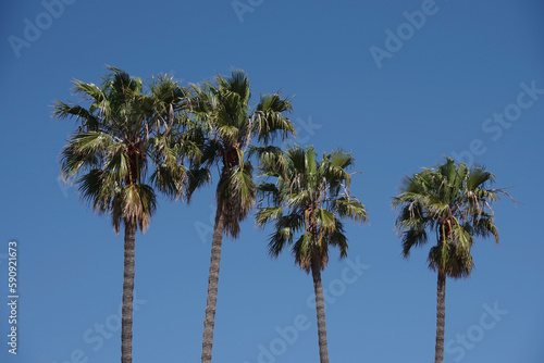 Fototapeta Naklejka Na Ścianę i Meble -  Tall California fan palms trees under blue sky	