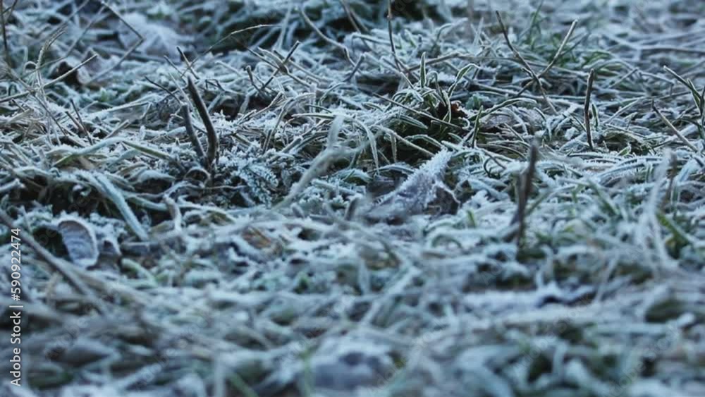 Macro shot focusing on frozen grass on the ground. Macro shot focusing on frozen grass on the ground.