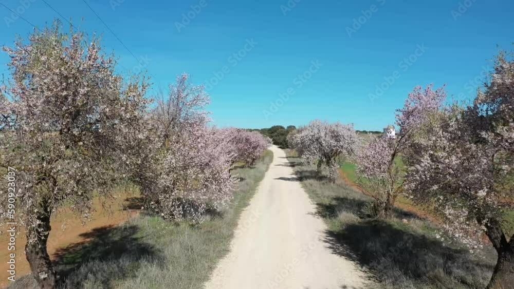 Aerial view of a drone flying over a road between almond blossom trees. Aerial view of a drone flying over a road between almond blossom trees.