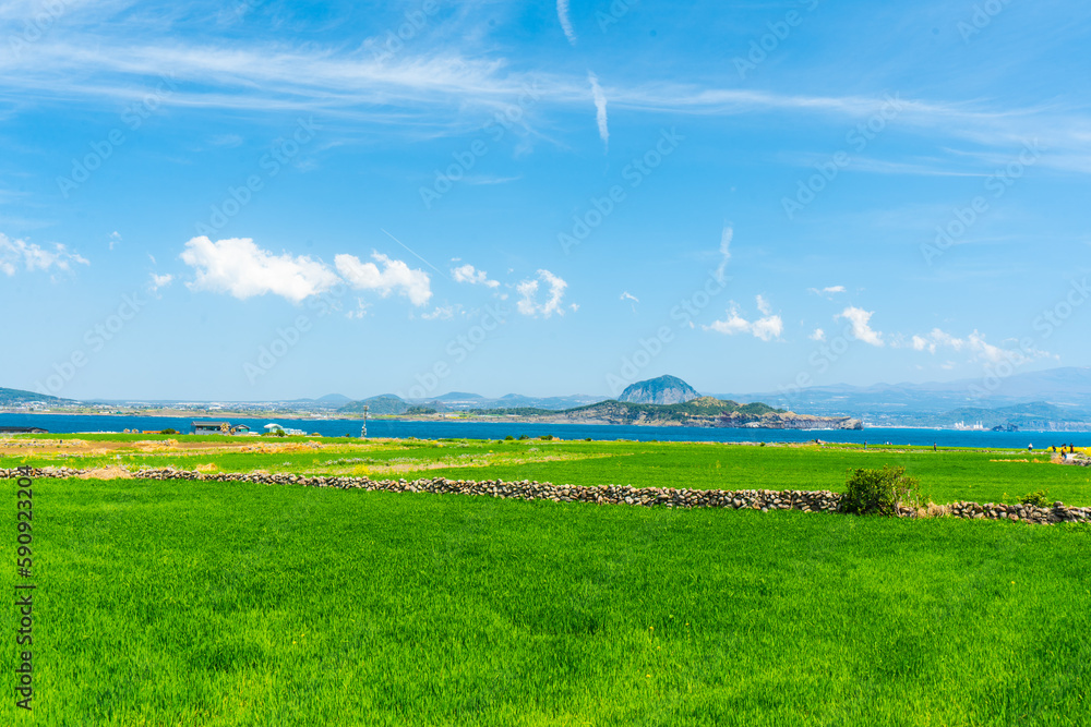 Obraz premium 제주 산방산이 보이는 가파도 청보리밭