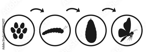 Butterfly development cycle. Silhouette infographic of caterpillar emergence and transformation. Transformation of insect pupa photo