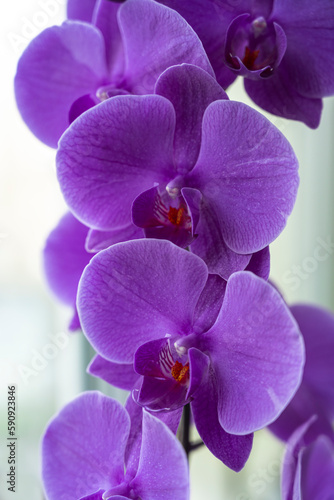 A close up of a purple orchid flower
