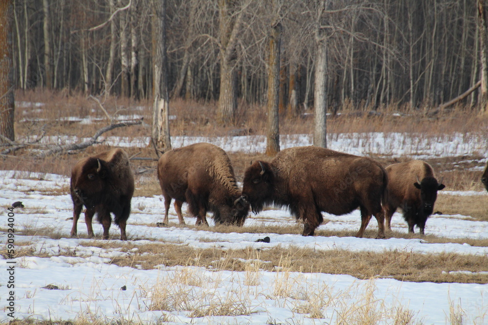 american bison american bison