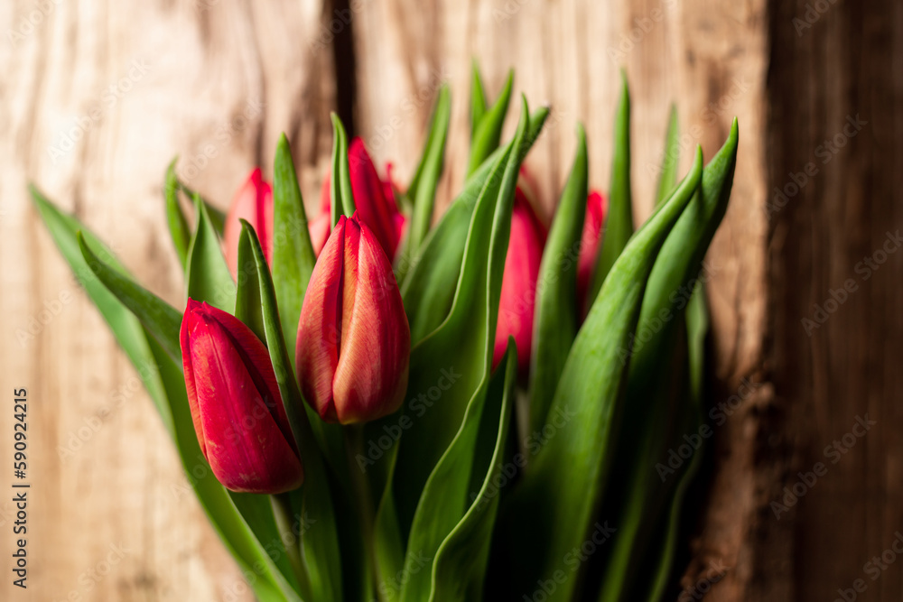 Obraz premium Bouquet of tulips on wooden background. Gift, concept of spring. Mother's Day Greetings.