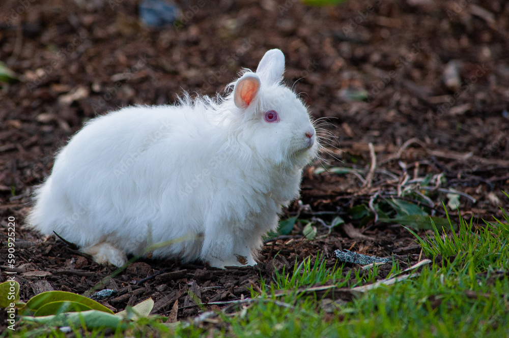Pet rabbit walking in a square in the city Pet rabbit walking in a square in the city