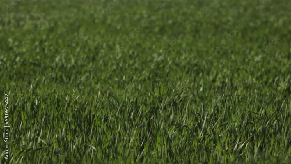 The wind blows over the sprouted wheat. The wind blows over the sprouted wheat.