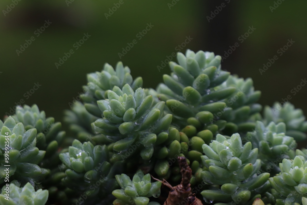 Close-up view of a green succulent plant with water drops in the leaves Close-up view of a green succulent plant with water drops in the leaves