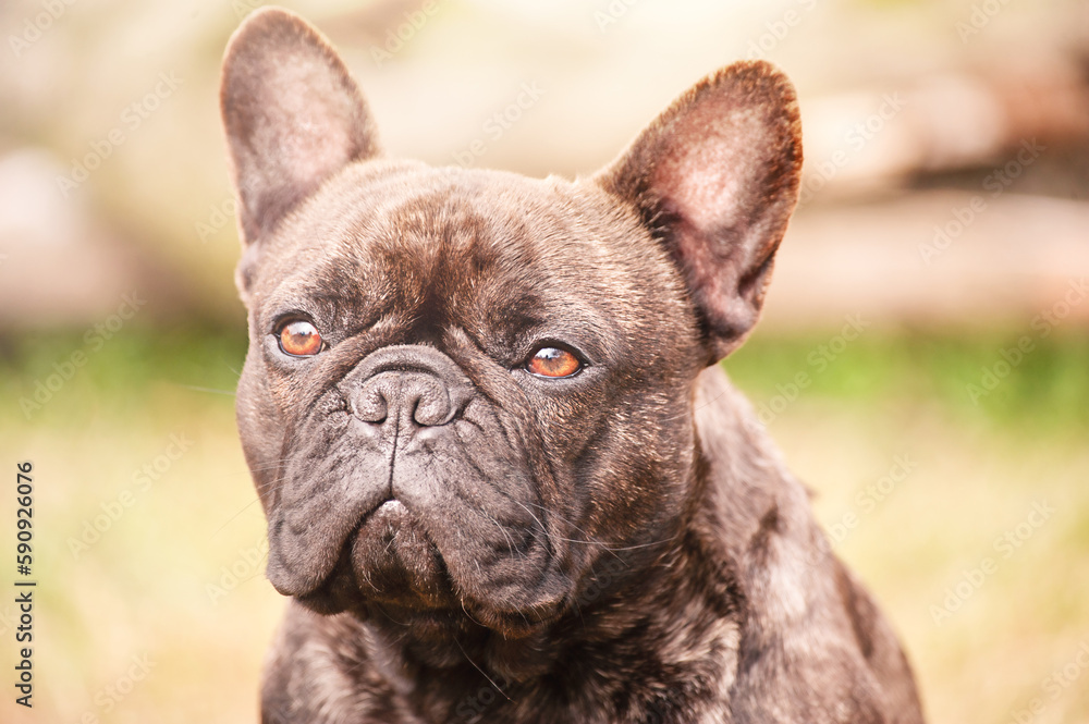 Portrait of a French bulldog brindle dog with black color. Animal, pet.