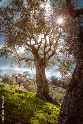 Olive tree