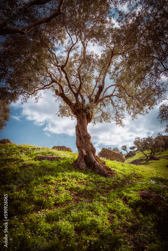 Olive tree