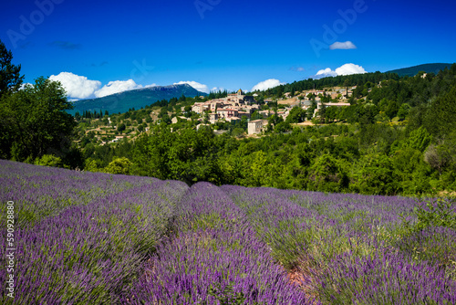 Lavender field in front of the village of Aurel