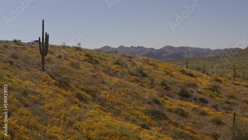 An aerial view of  flowers blooming at the Tonto national forest in the spring.