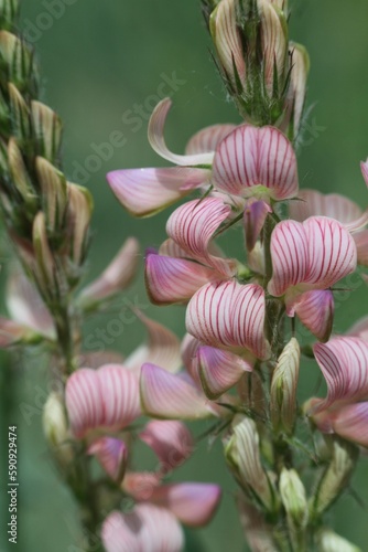 pink and yellow flower