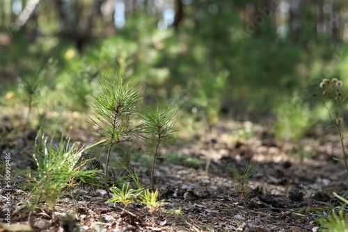 Wallpaper Mural grass in the ground Torontodigital.ca