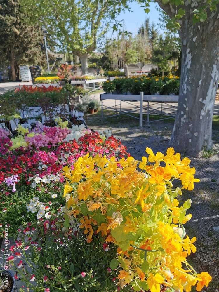 Flores amarillas y variadas