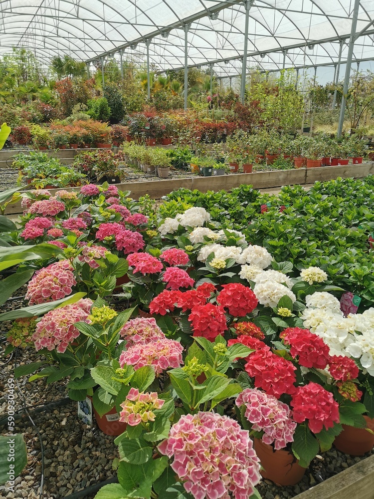 Hortensias coloridas