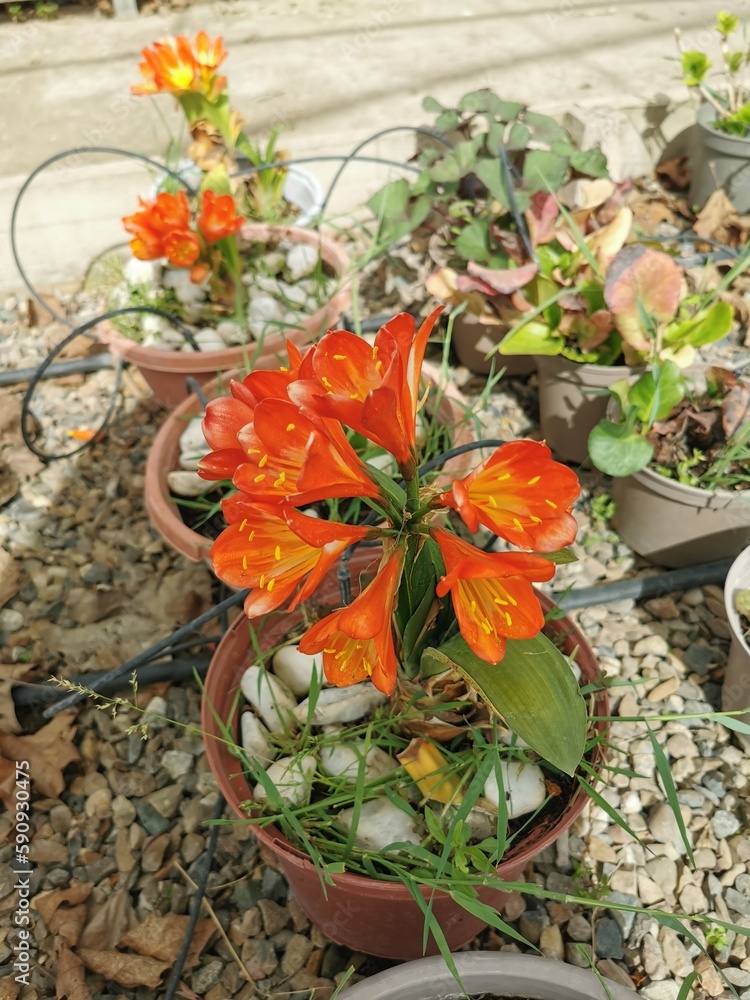 Flor colorida