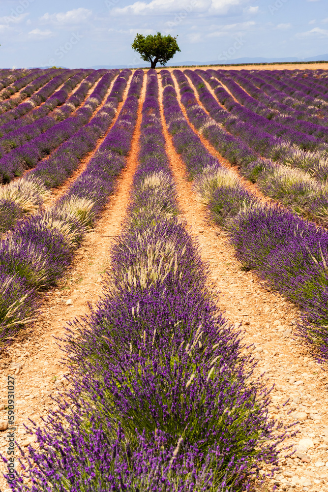 Fototapeta premium Row of lavender aligned with a tree