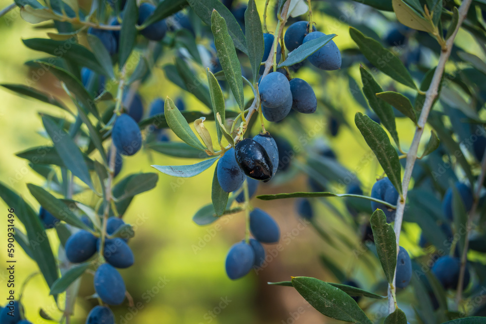 Branches with juicy ripe black olives Branches with juicy ripe black olives
