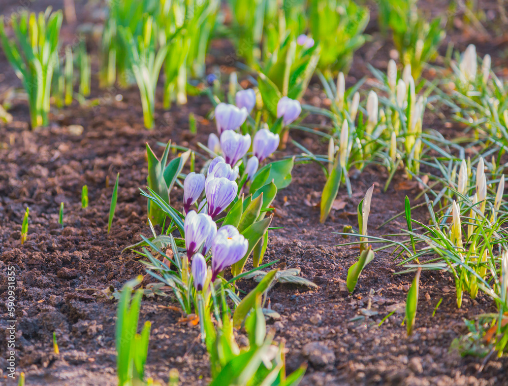 Small tulips in the garden. Spring, gardening. Purple crocus flowers in the soil close-up, in the rays of sunset, selective focus. The first spring flowers, snowdrops. Small tulips in the garden. Spring, gardening. Purple crocus flowers in the soil close-up, in the rays of sunset, selective focus. The first spring flowers, snowdrops.