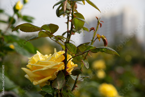 Wallpaper Mural Rose Festival from April to May, Rose Garden, Yellow Roses Torontodigital.ca