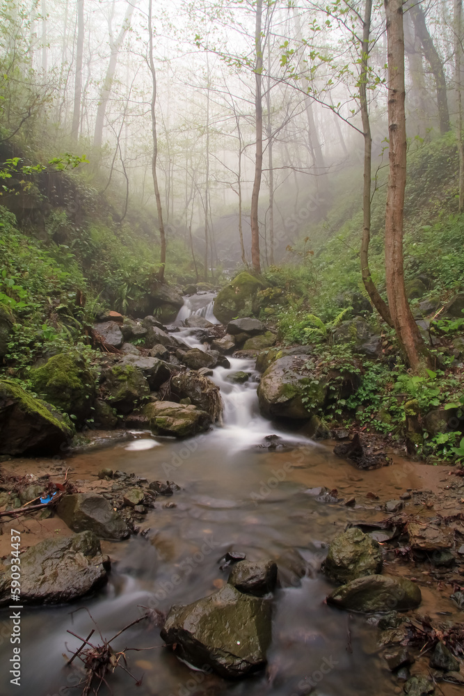 Obraz premium stream in the forest