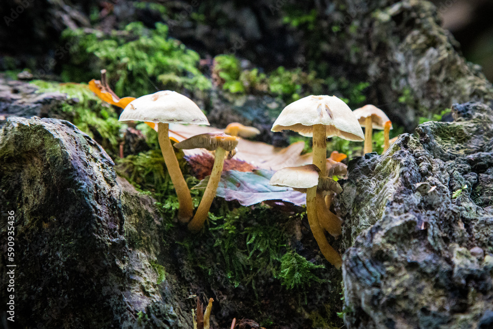 Fototapeta premium mushrooms on a tree