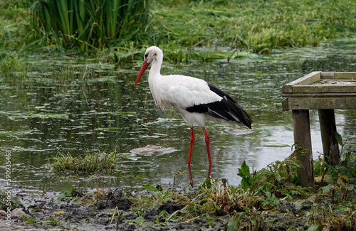 white stork in the nature